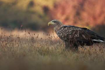 White tailed eagle (Haliaeetus albicilla). Autumn White tailed eagle.