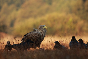 White tailed eagle (Haliaeetus albicilla). Autumn White tailed eagle.
