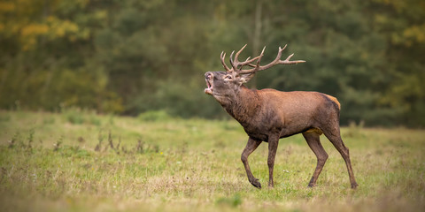 Red deer, cervus elaphus, stag roaring during rutting season in autumn. Wild animal walking on a meadow with blurred background. Natural behaviour of male mammal in mating season. Panoramatic