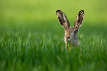 Foto op Aluminium Lepus. Wild European Hare, Lepus Europaeus, Close-Up On Green Background. Wild Brown Hare With Yellow Eyes, Sitting On The Green Grass Under The Sun. Muzzle Of European Brown Hare Among Green Wheat © WildMedia