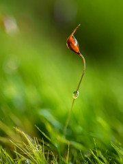 Makroaufnahme einer Sporenkapsel vom Moos mit einem Wassertropfen.