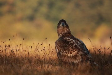 White tailed eagle (Haliaeetus albicilla). Autumn White tailed eagle.