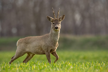 Roe deer, capreolus capreolus, buck in spring walking on a filed. Morning wildlife scenery from nature. Alerted wild deer approaching.