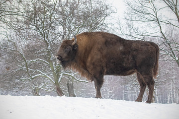 European bison, bison bonasus, in the forest with snow. Young wisnet in winter. Wildlife scenery in cold weather. © WildMedia