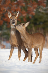 Mother and son roe deer, capreolus capreolus, in deep snow in winter kissing. Cute wild animals interacting by touching noses. Family of animals enyojing their presence. Happy wildlife scenery with