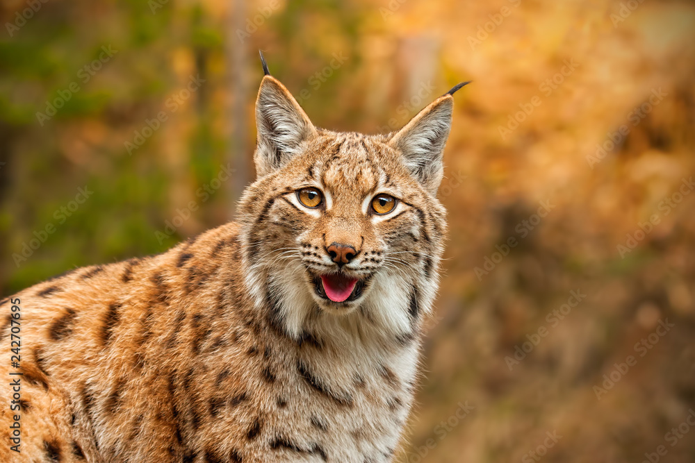 Wall mural adult eursian lynx in autmn forest gazing to the camera. endangered predator in natural environment 