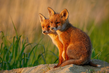 Red fox, vulpes vulpes, small young cubs near den curiously weatching around. Cute little wild...