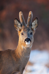 Portrait of roe deer, capreolus capreolus, in winter. Wild roebuck at sunset with snow in background. Freezing weather in wilderness.