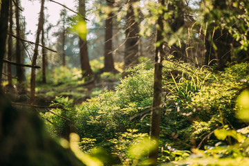 Obraz premium Wild Green Grass And Plants In Tatra Mountains Forest In Poland