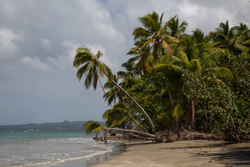 Coast with Beach Forest in Northern Dominican Republic