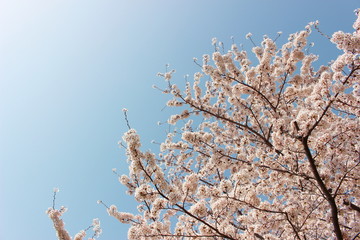日本の春は美しい薄桃色の桜が咲き乱れる