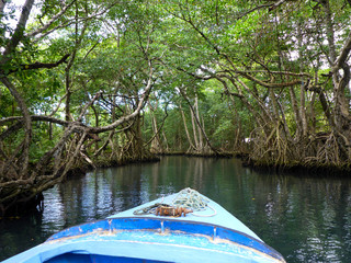Mangrove Forest at Laguna Gri-Gri Dominican Republic