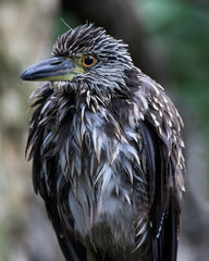 Yellow-crowned Night-heron in Dominican Republic