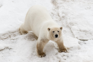 Polar bear (ursus maritimus) standing on ice and looking at an observer