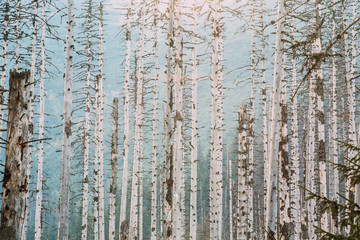 Fototapeta premium Old Dry Wood Trees Pines Background