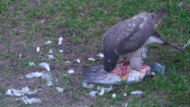 Female sparrow Hawk eating recently killed feral pigeon.