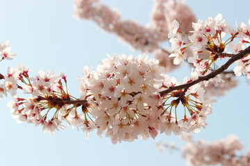 日本の春は美しい薄桃色の桜が咲き乱れる