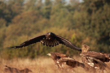 White tailed eagle (Haliaeetus albicilla). Autumn White tailed eagle.