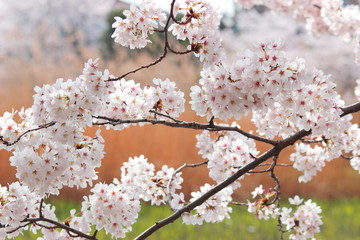 日本の春　池の上で美しく咲き乱れる桜の花