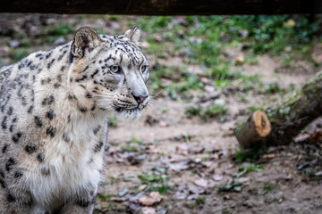Panth&egrave;re des neiges
