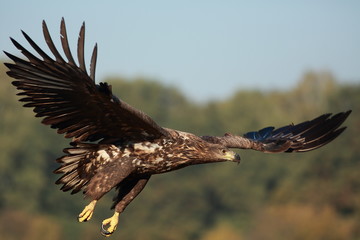 White tailed eagle (Haliaeetus albicilla). Autumn White tailed eagle.