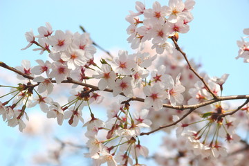 日本の春は美しい薄桃色の桜が咲き乱れる
