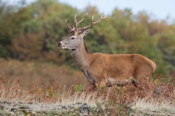 Red Deer Stag (Cervus elaphus)/Young Red Deer Stag on the crest of a hill