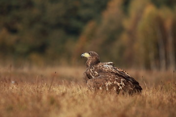 White tailed eagle (Haliaeetus albicilla). Autumn White tailed eagle.