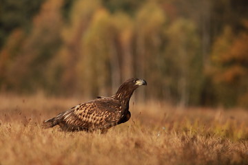 White tailed eagle (Haliaeetus albicilla). Autumn White tailed eagle.