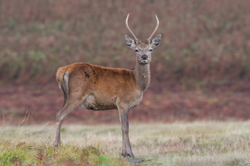 Red Deer Stag (Cervus elaphus)/ Young Red Deer Stag in open meadow