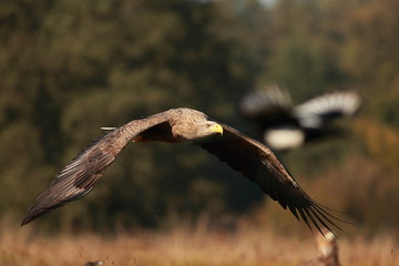 White tailed eagle (Haliaeetus albicilla). Autumn White tailed eagle.