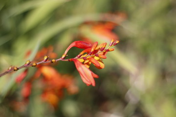 flowers by the beach