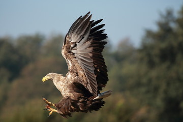 White tailed eagle (Haliaeetus albicilla). Autumn White tailed eagle.