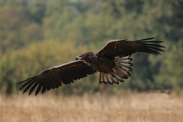 White tailed eagle (Haliaeetus albicilla). Autumn White tailed eagle.