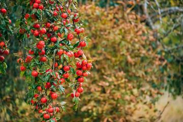 Fototapeta na wymiar Branch Hung With Ripe Red Apples In Autumn Season