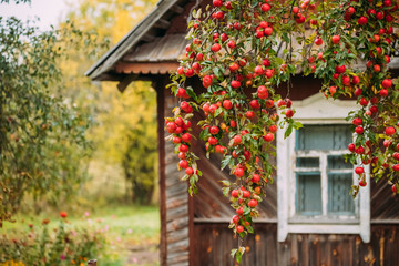 Branch Hung With Red Small Apples On Background Of Old Wooden Ho