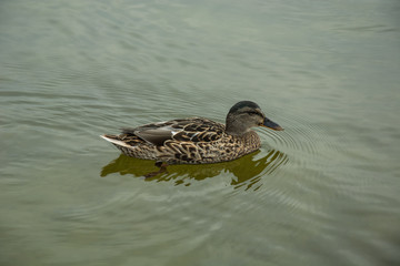 A Mallard duck swimming in the water