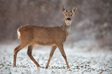Roe deer, capreolus capreolus, doe in wintertime during a snowfall. Frosty winter wildlife scenery with wild mammal in nature. Deer in winter with snowflakes falling around.