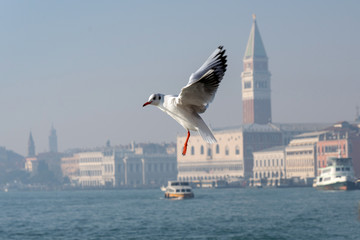 Fototapeta na wymiar Seagull in Venice in a sunny day. Lagoon and cityscape of Venice, Italy.