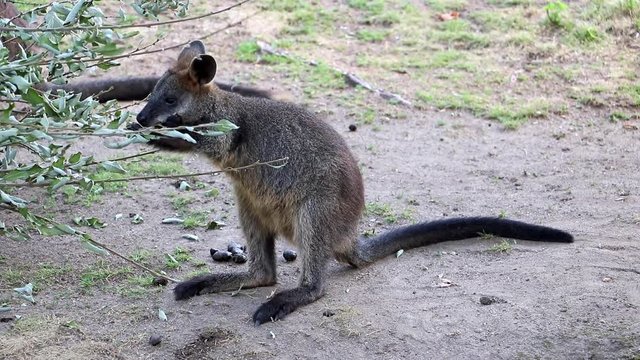 Small kangaroo - the swamp wallaby (Wallabia bicolor) is feeding at nature.