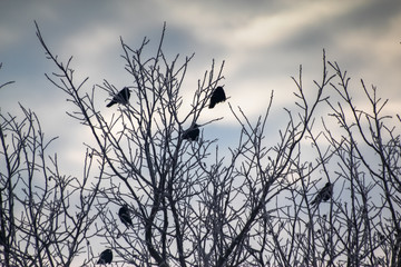 Ravens on dry branches covered with snow in winter. Cold cloudy day.