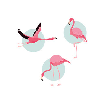 beautiful flamingos birds flock