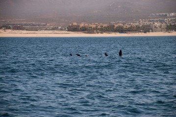 Obraz premium Sealions warming their flippers by holding them in the air in Cabo San Lucas, Baja California, Mexico
