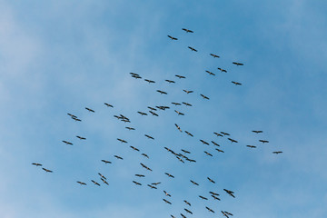 Belarus. Flock Of Common Cranes Or Eurasian Cranes Flying In Sun