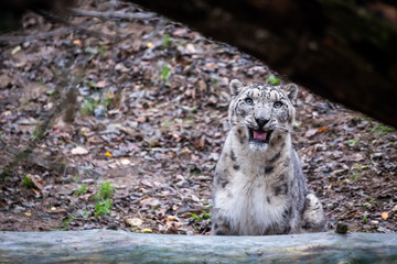 Panthère des neiges