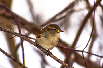 bird on a branch