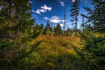 High grass in green autumn forest near stone labyrinth Bledne skaly, Szczeliniec Wielki in National Park Stolowe Mountains, Poland 