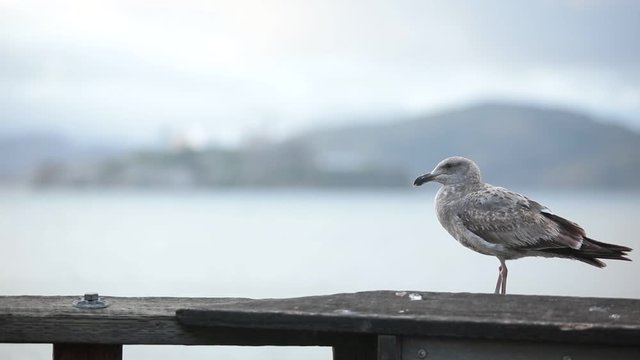 Bird sitting and jumping