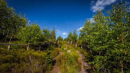Fototapeta na wymiar Sunny narrow path full of grass with dramatic blue sky in autumn forest near Bledne Skaly