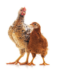 Two little chickens.